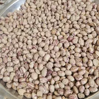 لوبیا چیتی بذری کرمانشاهی