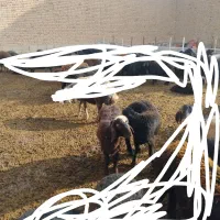 سلام ۲ راس بره یکی نر یکی ماده به فروش میرسد