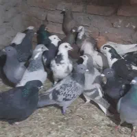 40تا کفتر به قیمت مناسب|پرنده|بیرجند, |دیوار