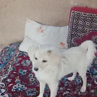 سگ پا کوتاه