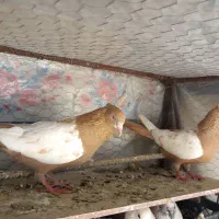 کبوتر رنگی نروماده