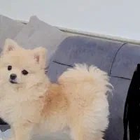 پامرانین ۴ ماه