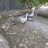 4 عدد قو غاز 2 عدد اردک