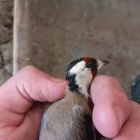 سهره معاوضه