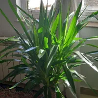 گل طبیعی|گل و گیاه طبیعی|سنندج, |دیوار