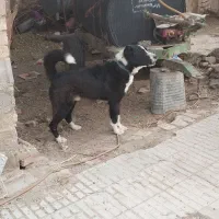 سگ گله ای