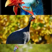 مرغ شاخدار و بوقلمون