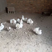 کبوتر دم چتری