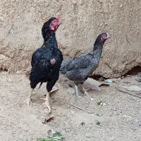 مرغ و خروس نسل دار ضمانتی|حیوانات مزرعه|مهرستان, |دیوار