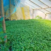 نشا گلدانی فلفل بادمجان گوجه و...