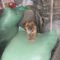 واگذرای رایکان سگ پاکوتاه