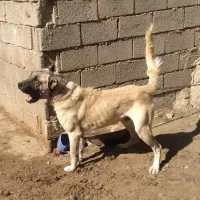 سگ گله ای|سگ|تبریز, |دیوار