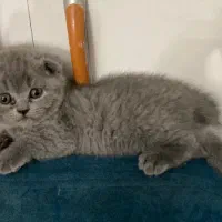 گربه اسکاتیش رنگ بلو|گربه|تهران, توحید|دیوار