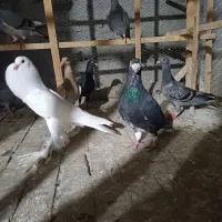 کبوتر مسافتی