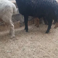 قوچ قره غزل چند قلو زاوزانو زن