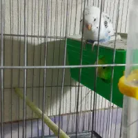 مرغ عشق مولد سرتخم۷۰۰ و قفس کاسکویی بزرگ۱تومن