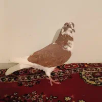 دوعددشازده قرمز