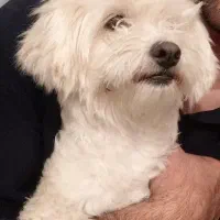 سگ شیتزو|سگ|سیرجان, |دیوار