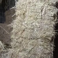 گا...برایگاو