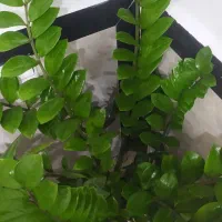 گل زاموفیلیا|گل و گیاه طبیعی|خاو و میرآباد, |دیوار