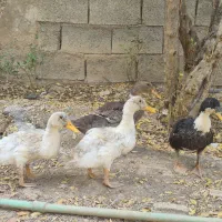 جوجه مرغابی اردک