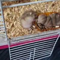 واگذاری رایگان همستر|موش و خرگوش|قزوین, |دیوار