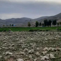 ز مین بجا طلا