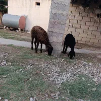 2تا بره نر و ماده  خوب سالم|حیوانات مزرعه|گنبد کاووس, |دیوار