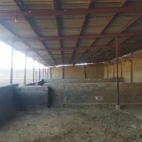 فروش دامداری ۱۵۰۰ متری در صغاد|فروش دفتر صنعتی، کشاورزی، تجاری|فسا, |دیوار