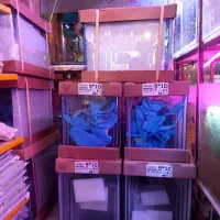 بار جدید اکواریوم امیر|ماهی|اردبیل, |دیوار