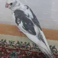 عروس هلندی