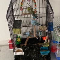 ده تا مرغ عشق