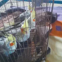 پرنده،عروس هلندی|پرنده|کوچصفهان, |دیوار