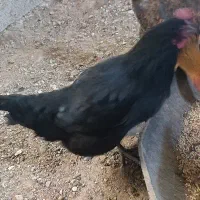 مرغ سیاه|حیوانات مزرعه|درمیان, |دیوار