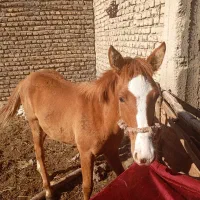 کره مادیان فروشی 8ماه