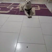 توله هاسکی ۵ ماه رایگان