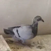 جوجه کبوتر پلاکی