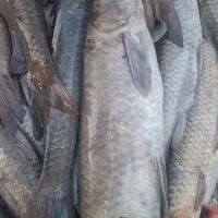 ماهی شیربط رود خانه