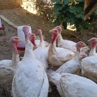 بوقلمون نژاد بیوتی، گوشتی|حیوانات مزرعه|آبدانان, |دیوار