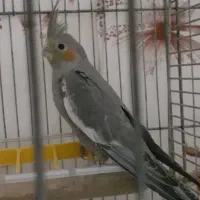 ط و ط ی ع روس|پرنده|سبزوار, کهنه آب|دیوار