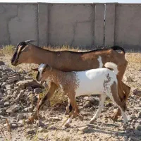 بز سومال