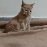 واگذاری بچه گربه دوماهه|گربه|تبریز, |دیوار