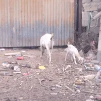 گیسع زایده کهر ماده عروسک پاشع