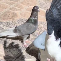 ۶عدد کبوتر|پرنده|محمدیه-قزوین, |دیوار