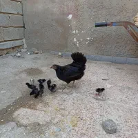 مرغ عربی