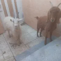 بز آبستن برای داشتی