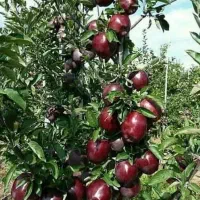 یک هکتار باغ همراه گلخانه با چاه عمیق اب|فروش دفتر صنعتی، کشاورزی، تجاری|شهریار, شهریار|دیوار