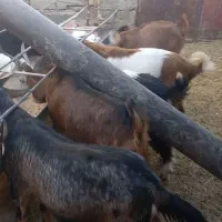 کهره چاق قیمت ۳۳۰|حیوانات مزرعه|شهر بابک, |دیوار