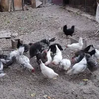 فروش مرغ محلی|حیوانات مزرعه|رودهن, |دیوار