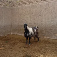 قوچ و بزغاله